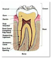 Structure of the  tooth